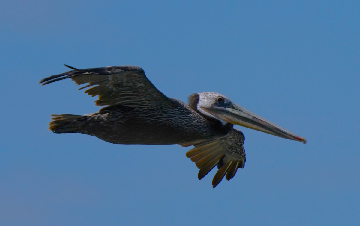 Brown Pelican - ML620824240