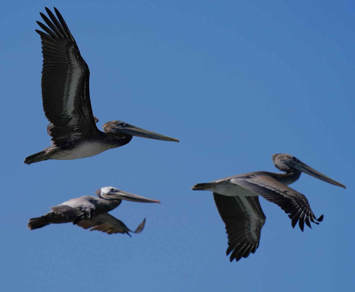 Brown Pelican - ML620824242