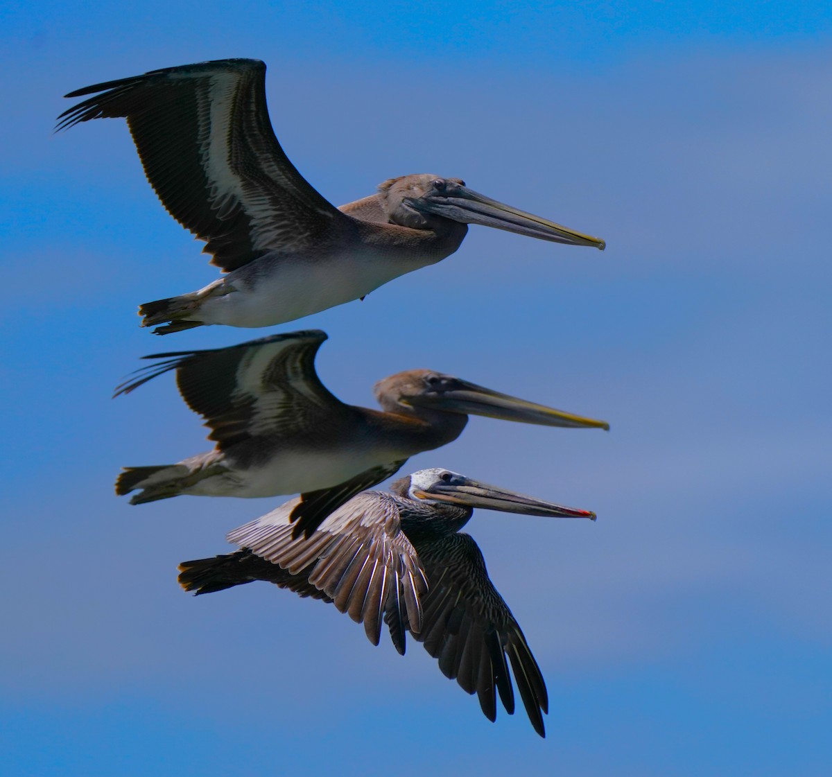 Brown Pelican - ML620824243