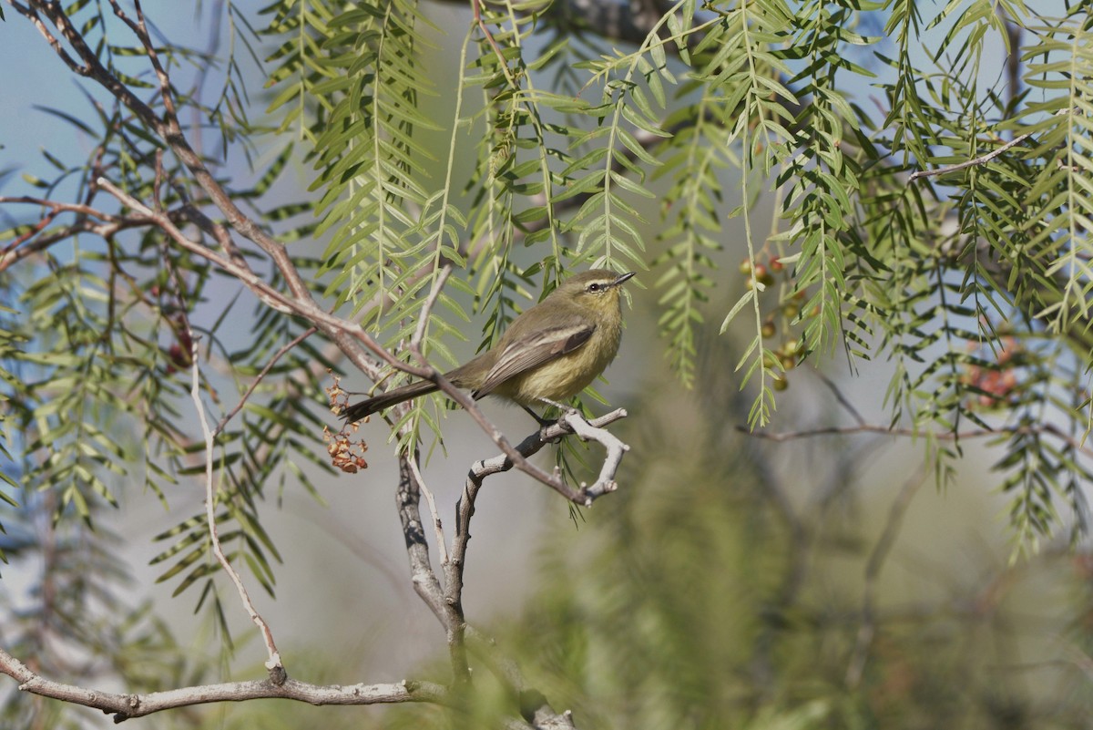 Greater Wagtail-Tyrant - ML620824245