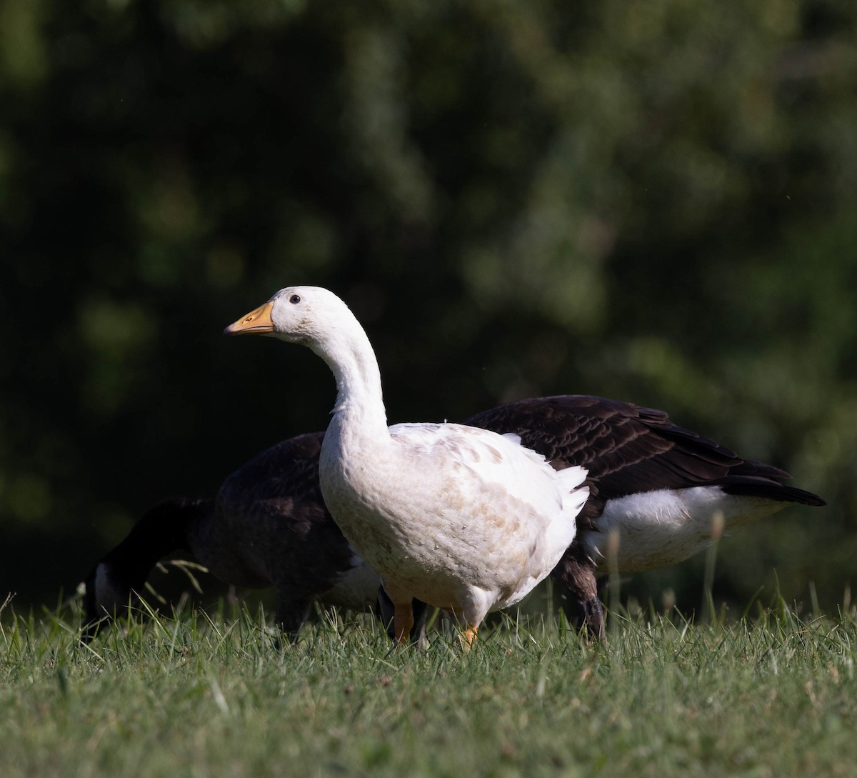 Domestic goose sp. (Domestic type) - ML620824250