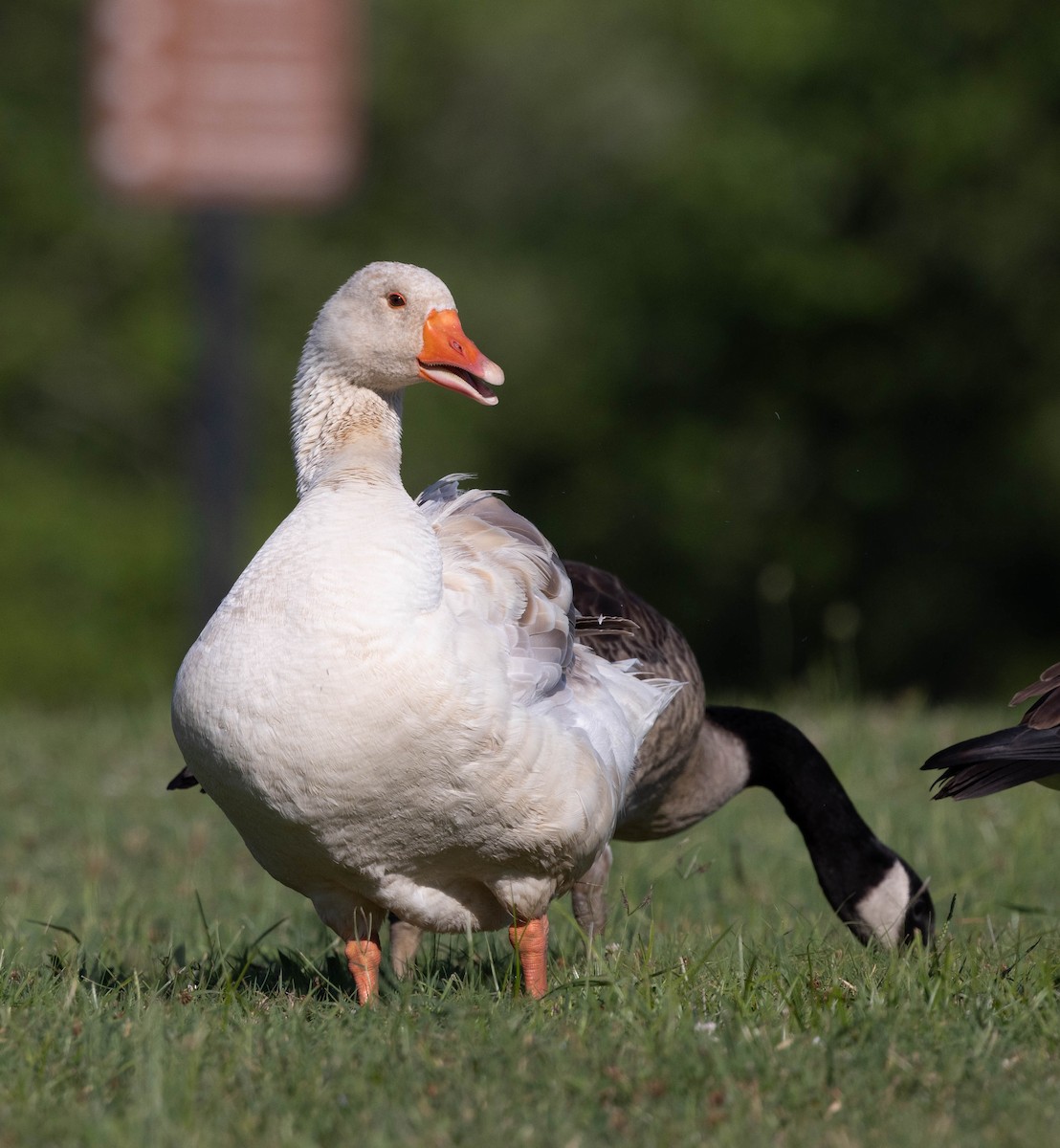 Domestic goose sp. (Domestic type) - ML620824251