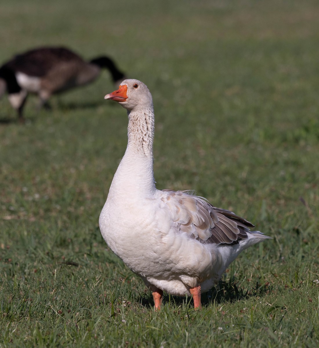 Domestic goose sp. (Domestic type) - ML620824252