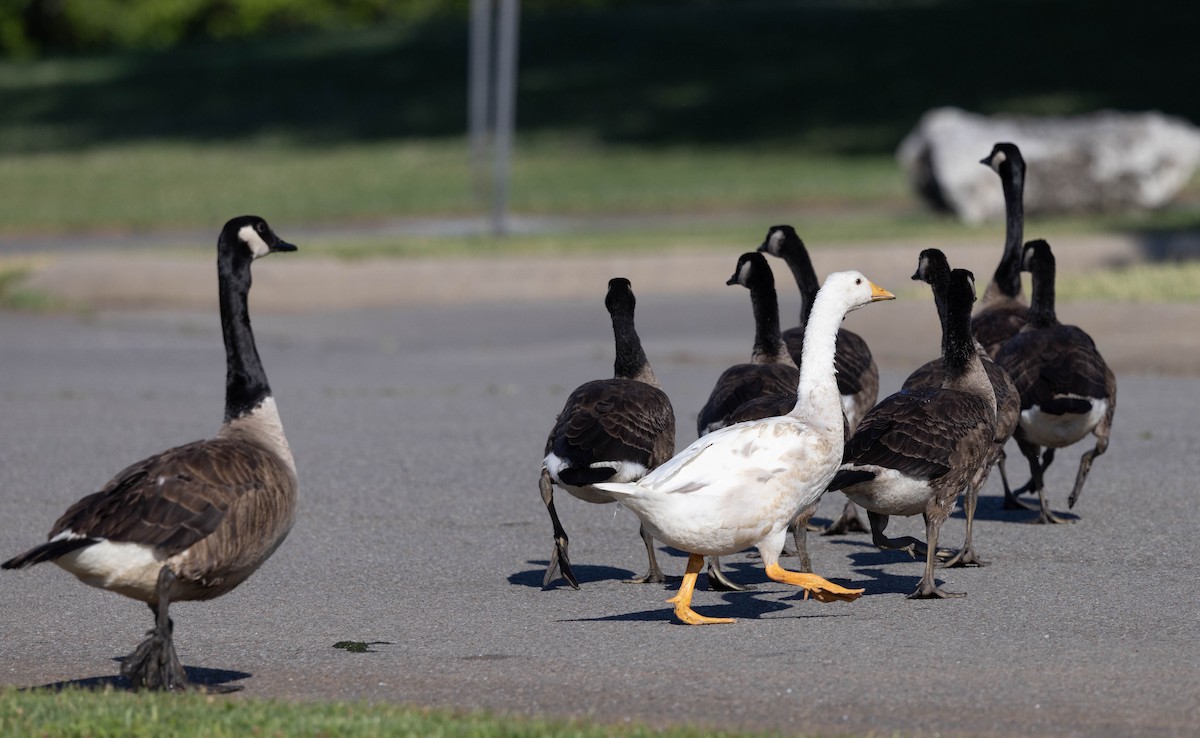 Domestic goose sp. (Domestic type) - ML620824253