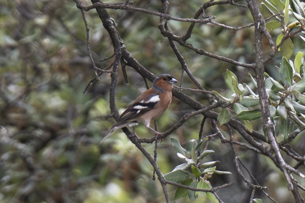 Common Chaffinch - ML620824256