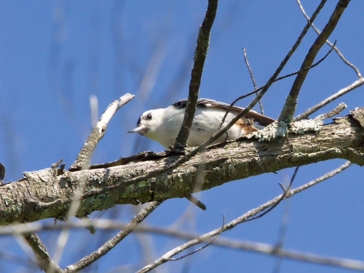 White-breasted Nuthatch - ML620824257