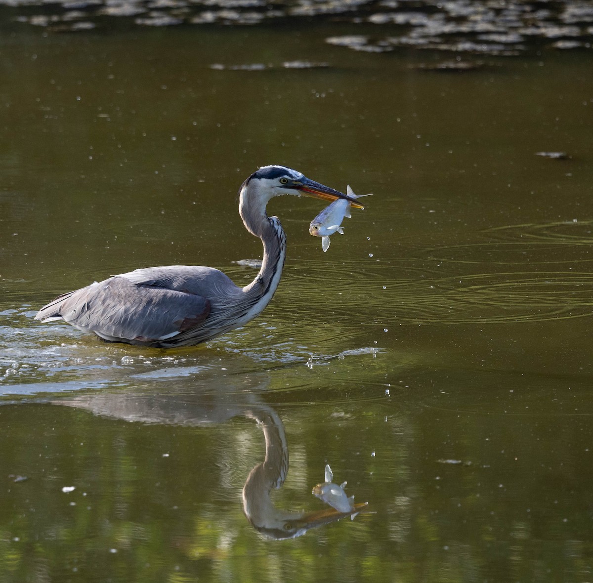 Great Blue Heron - ML620824261