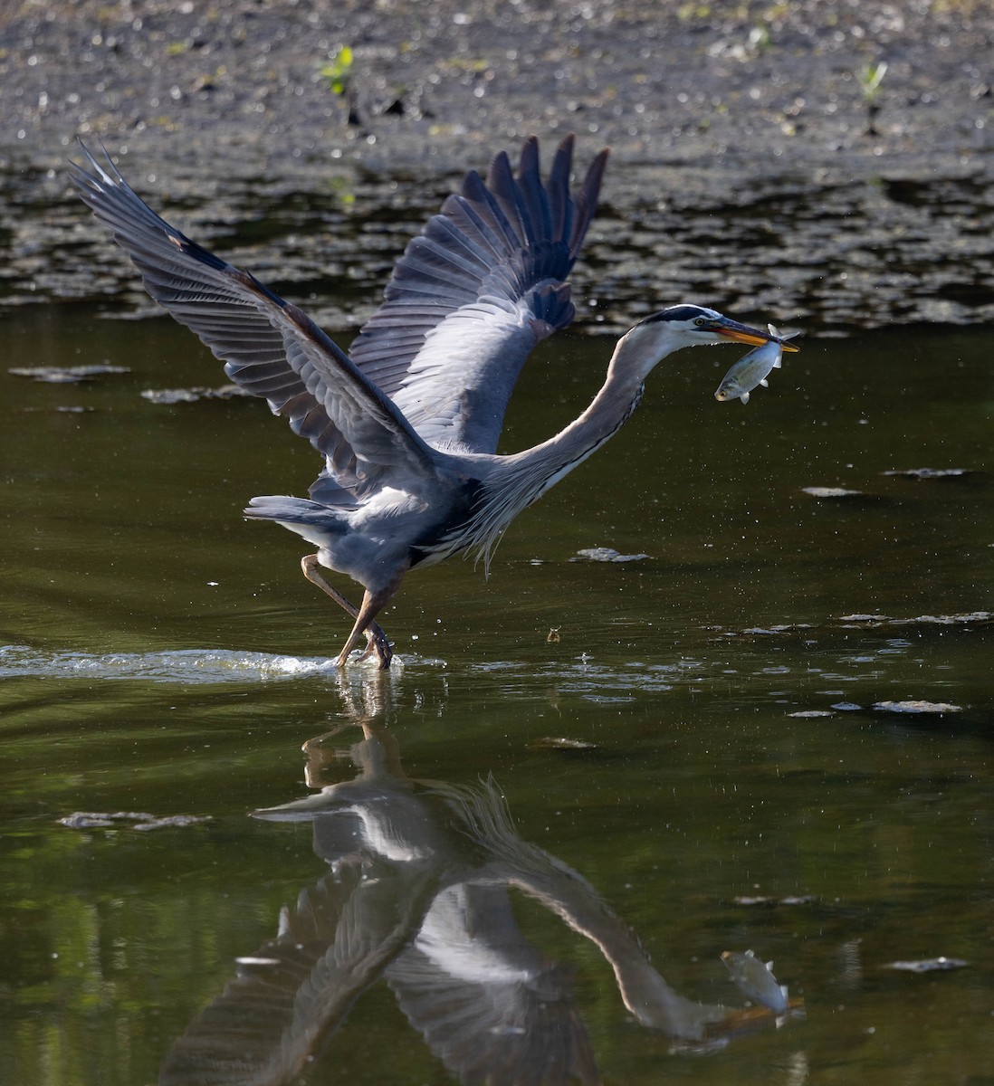 Great Blue Heron - Stefan Woltmann