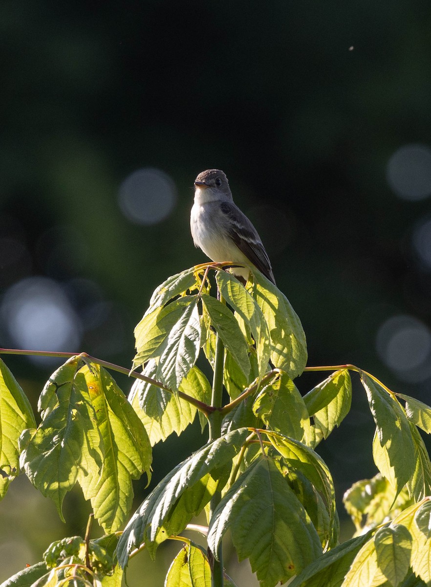 Willow Flycatcher - ML620824271