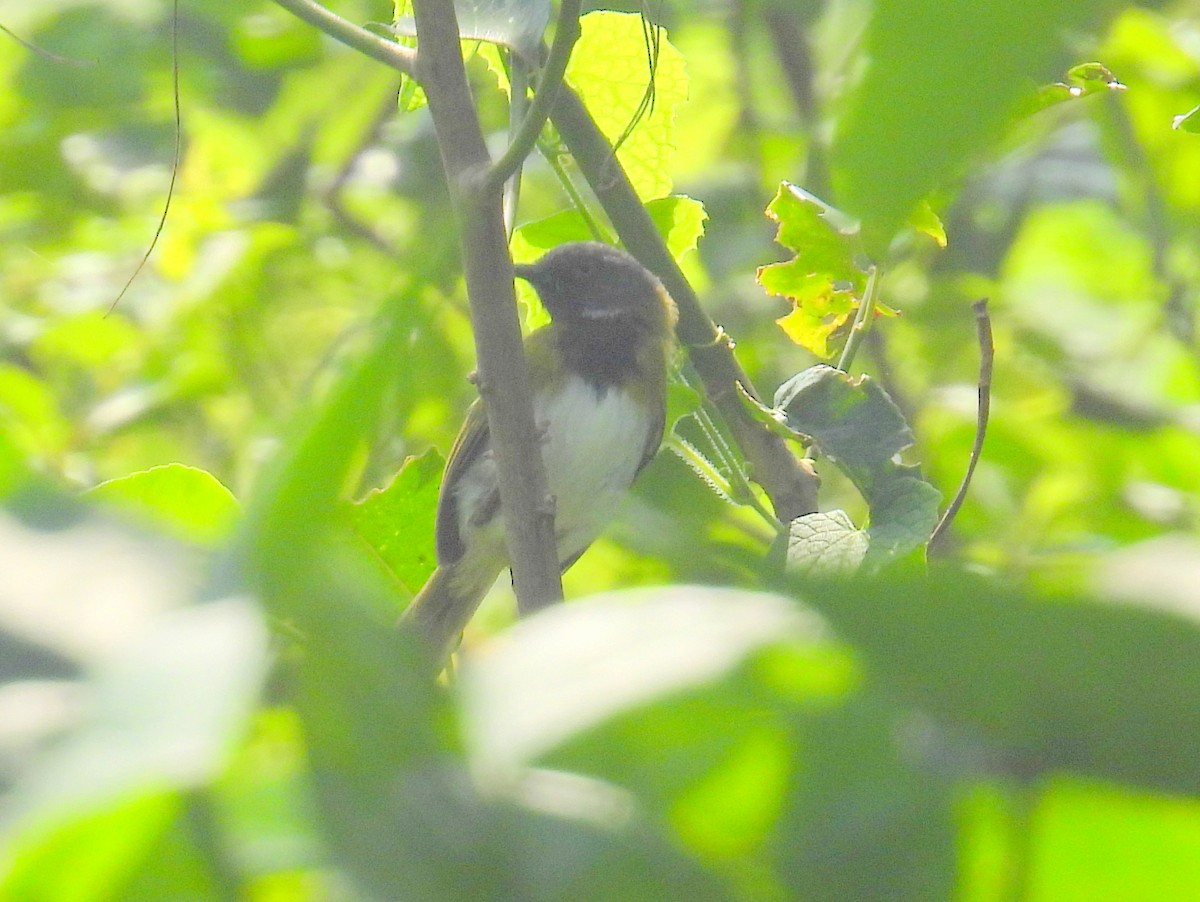 Masked Apalis - bob butler