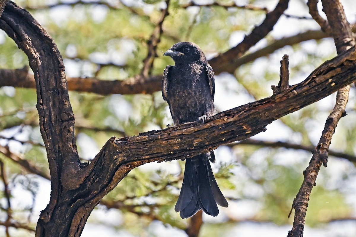Fork-tailed Drongo - ML620824303