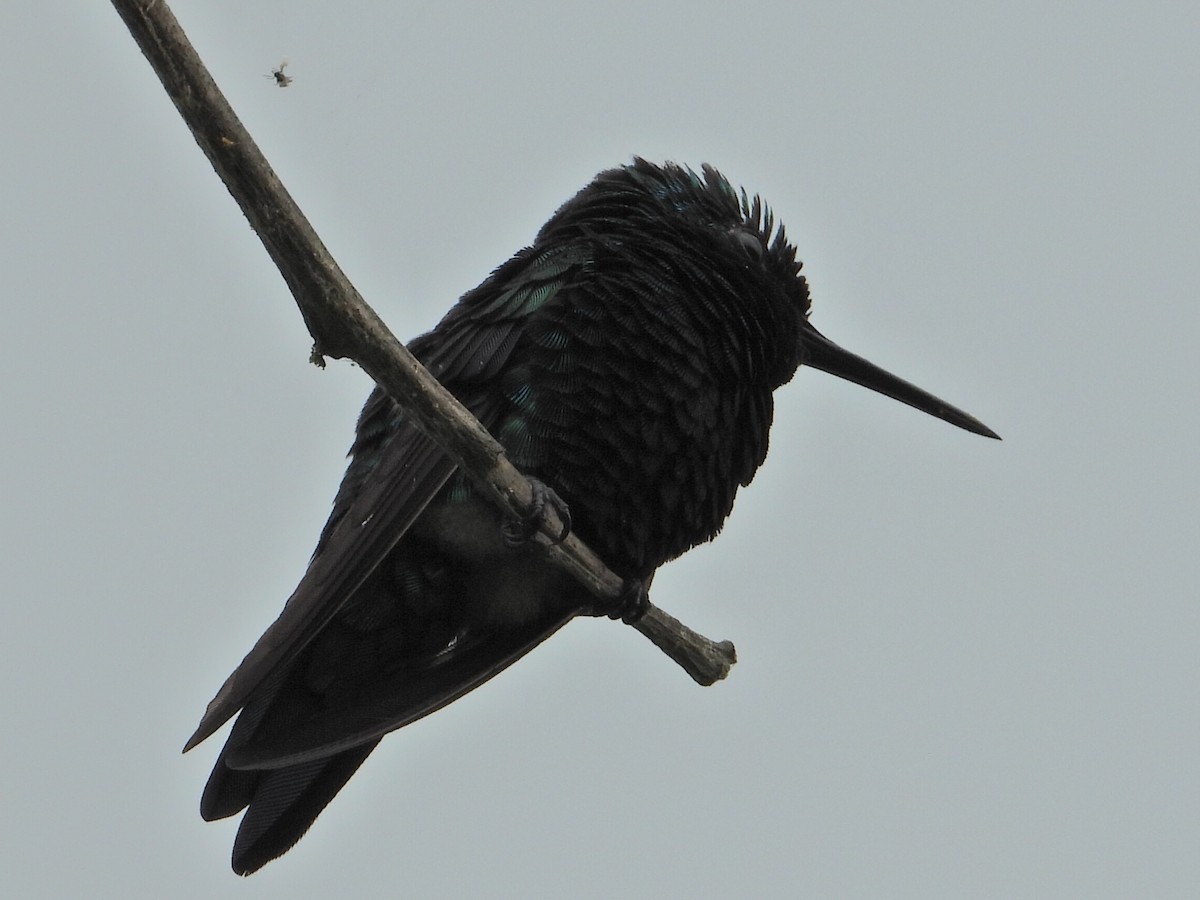 Blue-tailed Emerald - ML620824307