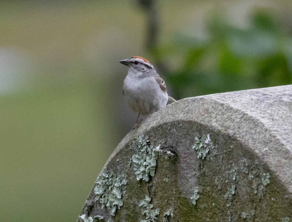 Chipping Sparrow - ML620824308