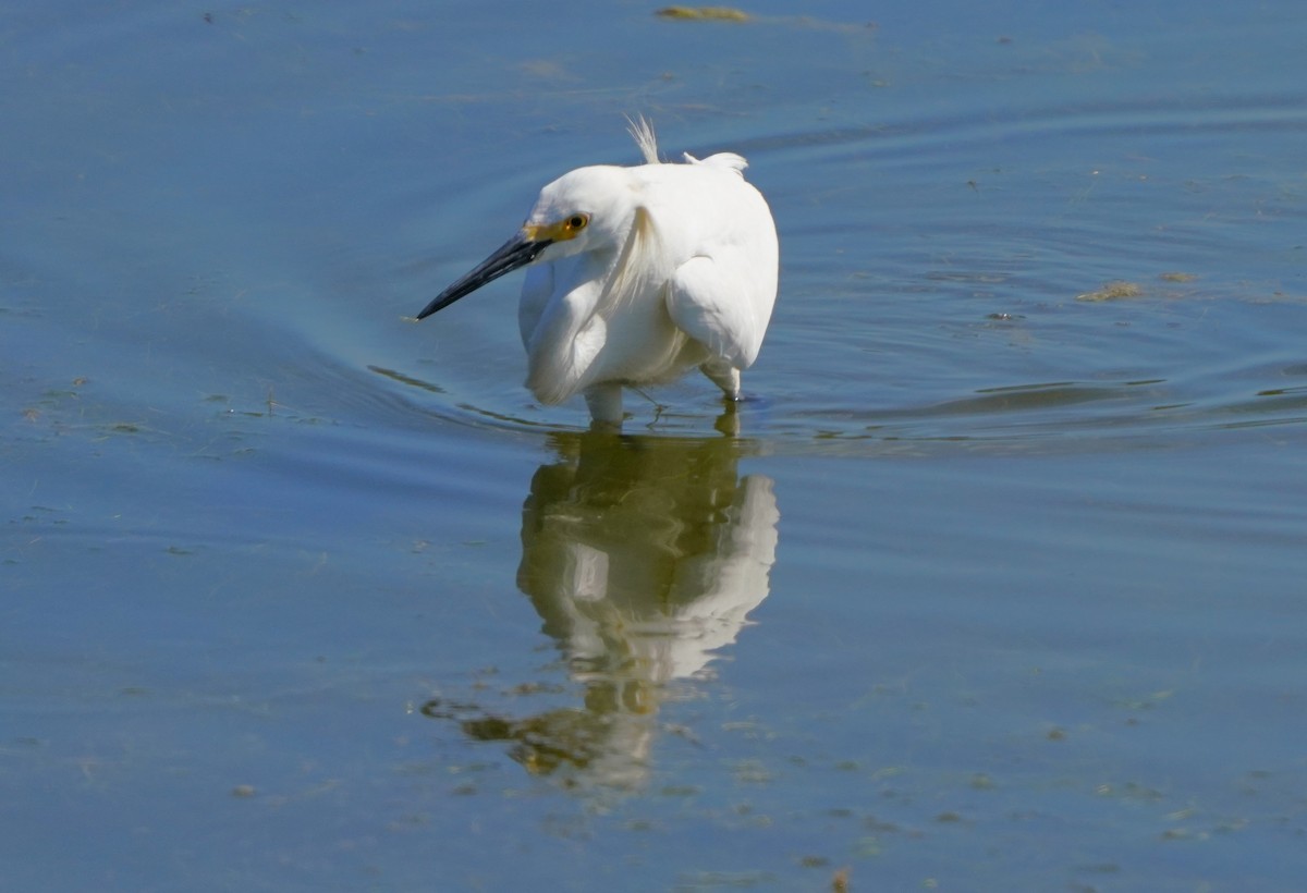 Snowy Egret - ML620824309