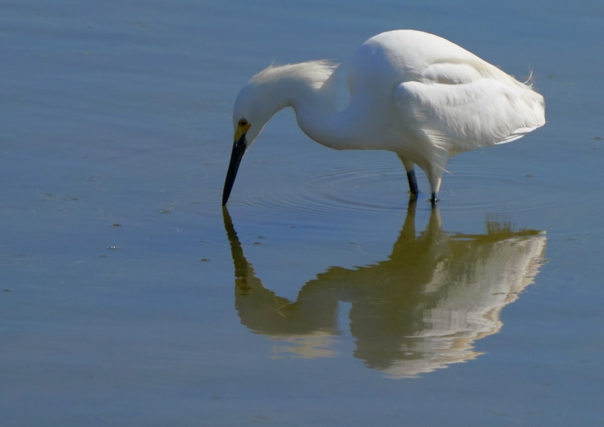 Snowy Egret - ML620824310