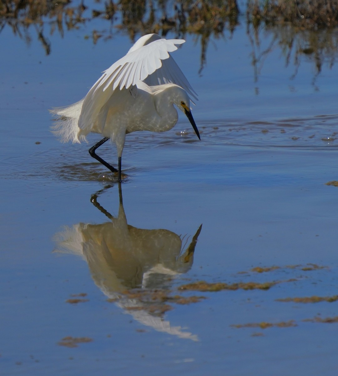 Snowy Egret - ML620824311