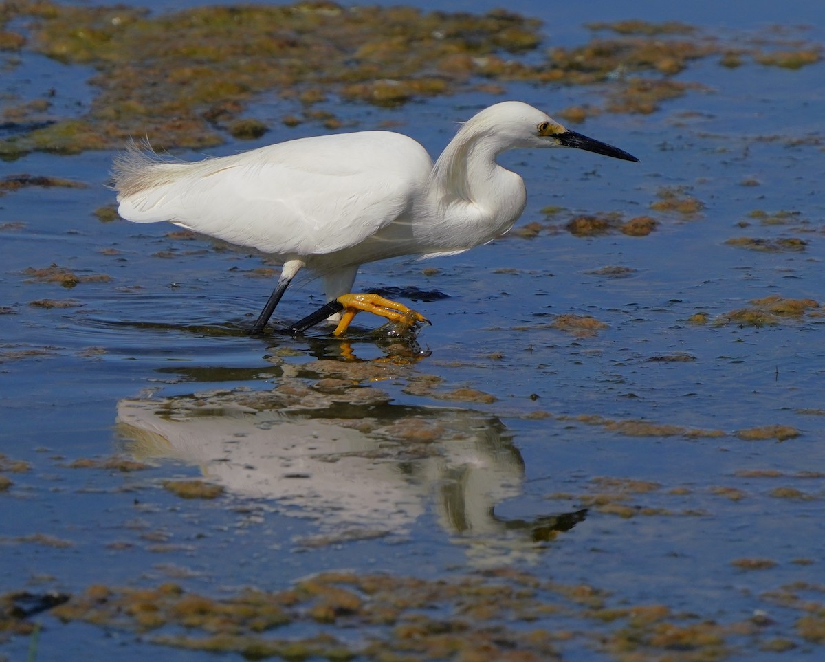 Snowy Egret - ML620824312