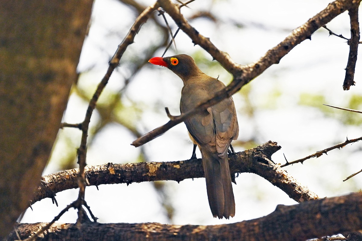 Red-billed Oxpecker - ML620824315