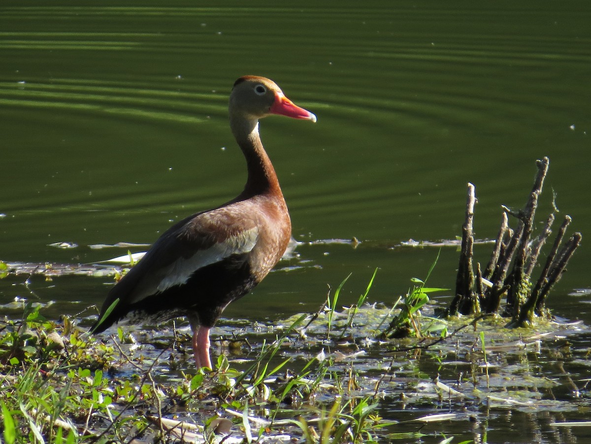 Black-bellied Whistling-Duck - ML620824316