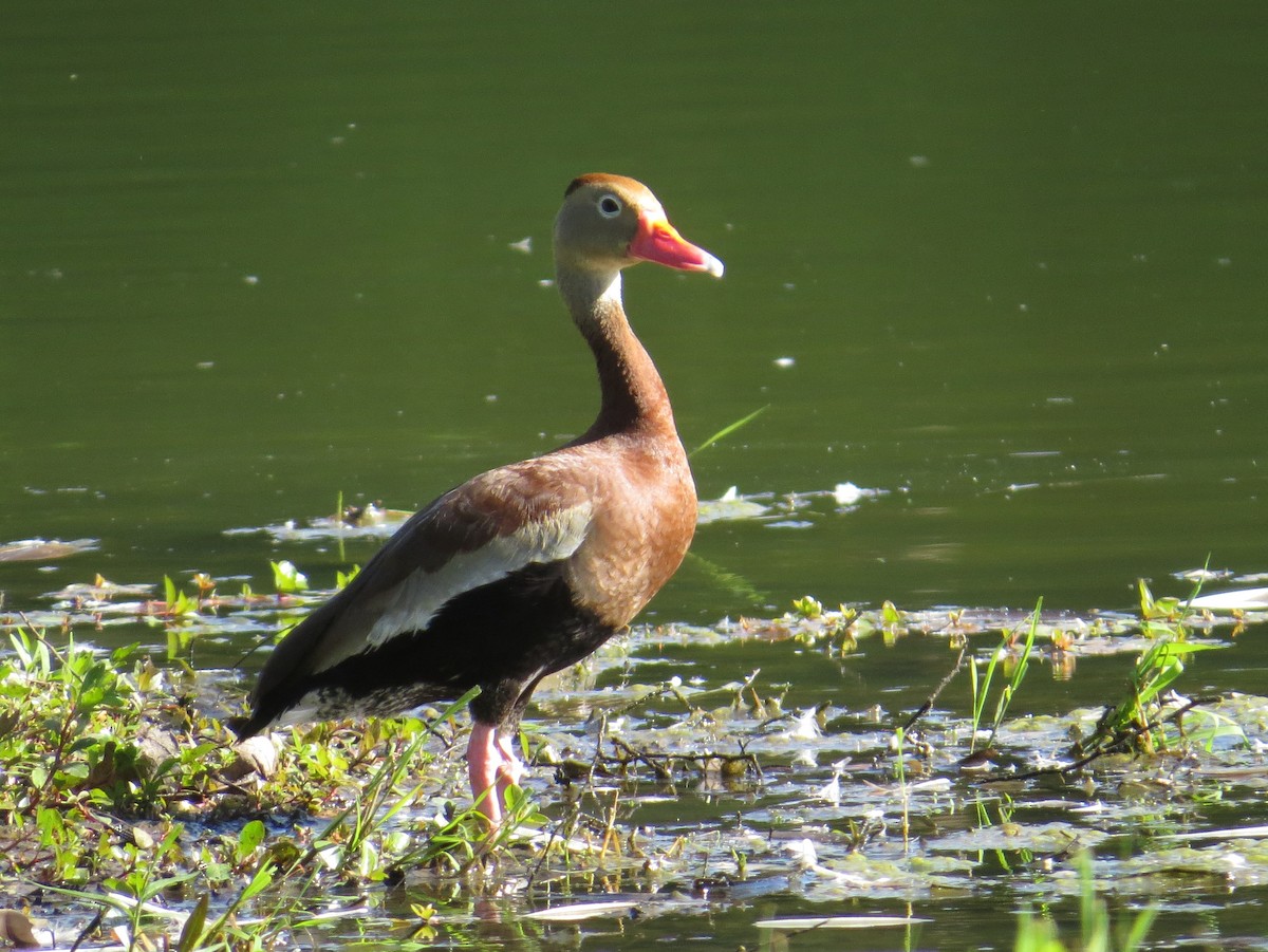 Black-bellied Whistling-Duck - Tom Rohrer