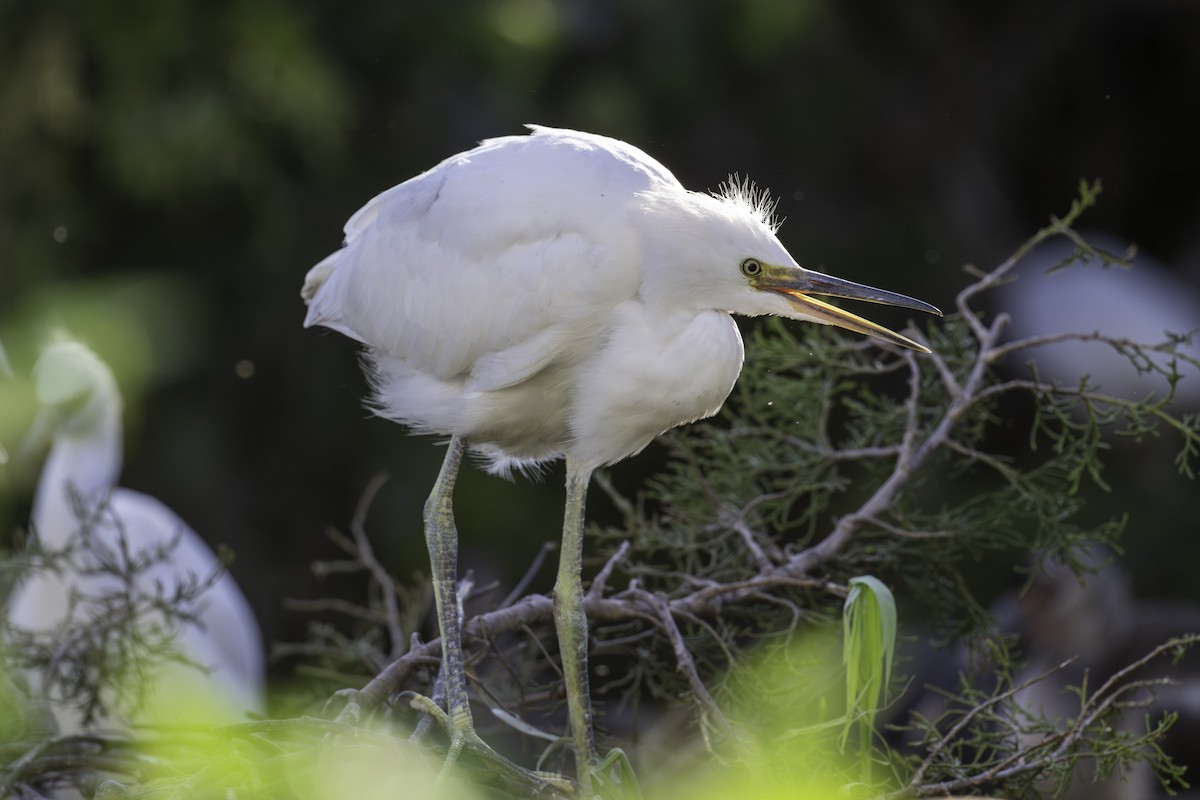 Snowy Egret - ML620824318