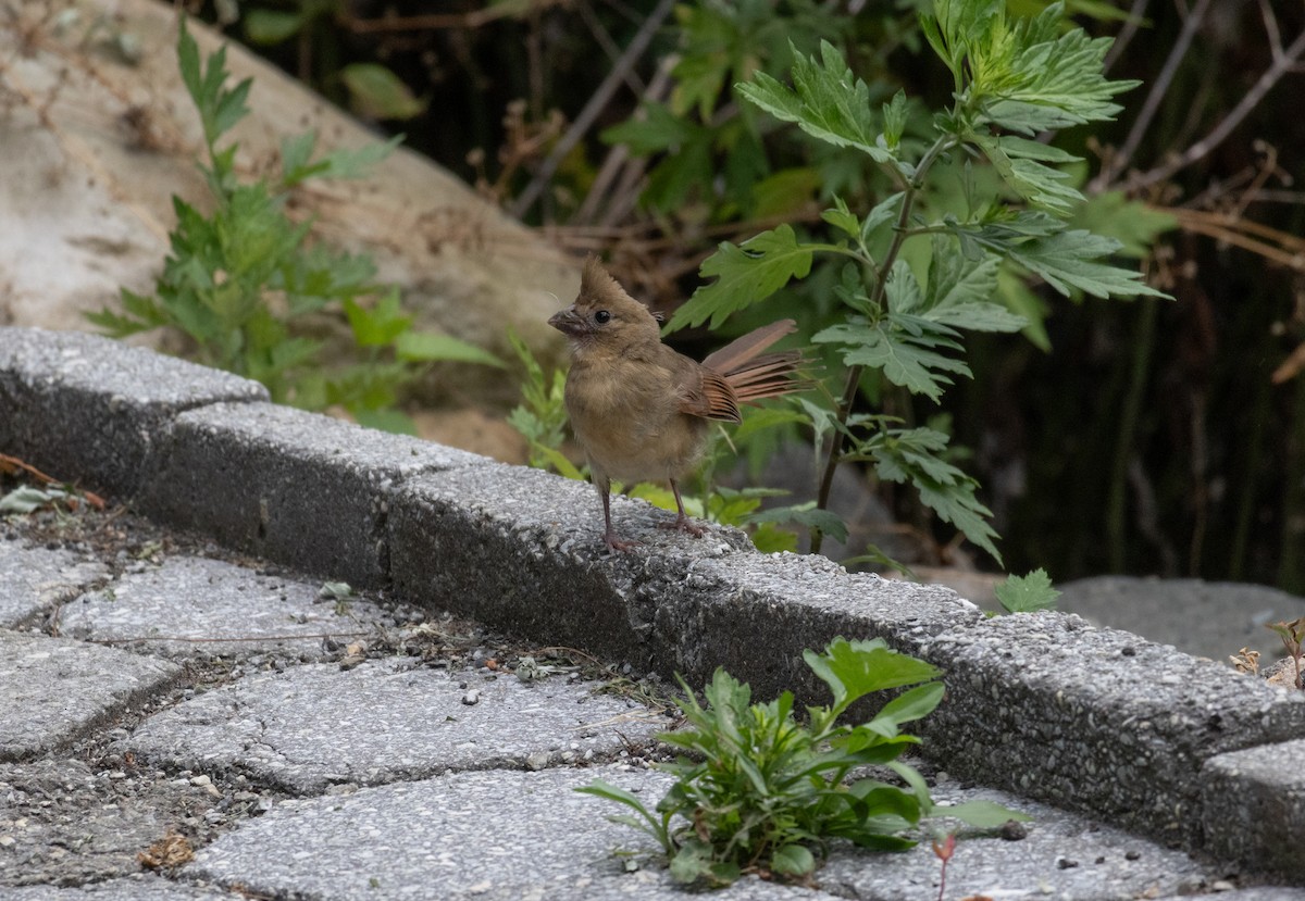 Northern Cardinal - ML620824319