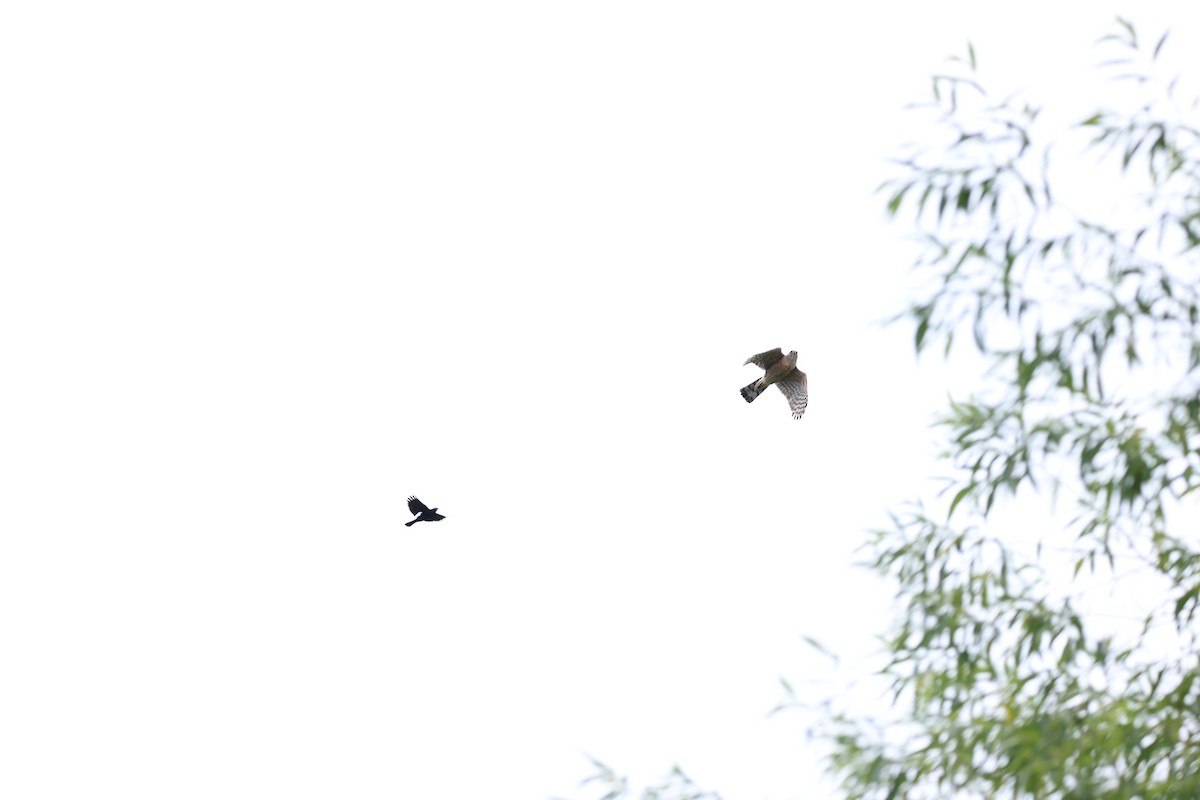 Sharp-shinned Hawk - ML620824320