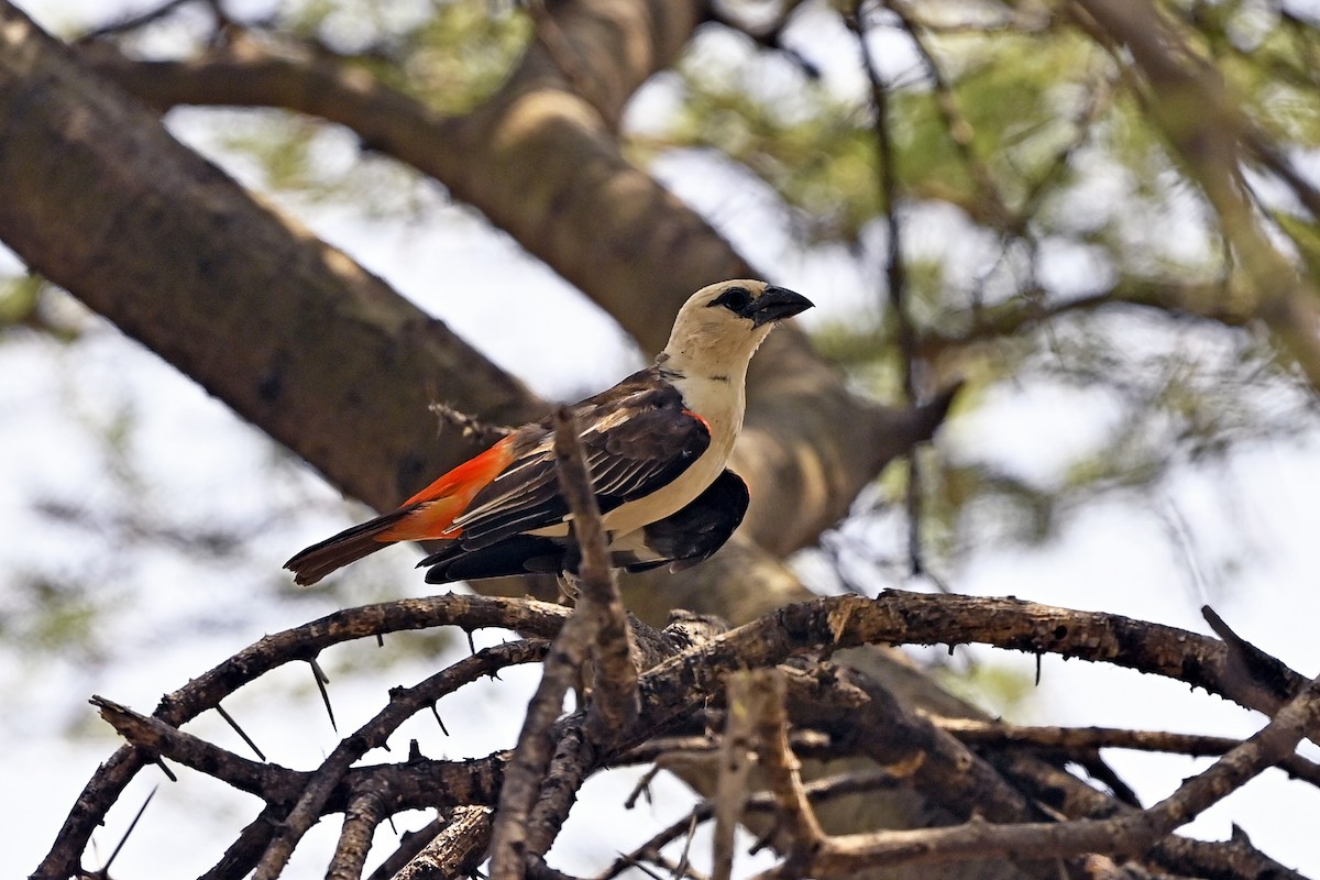 White-headed Buffalo-Weaver - ML620824321