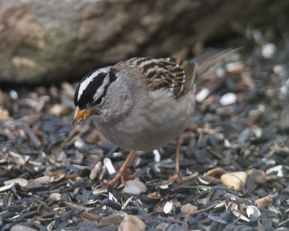 White-crowned Sparrow - Linda Dalton