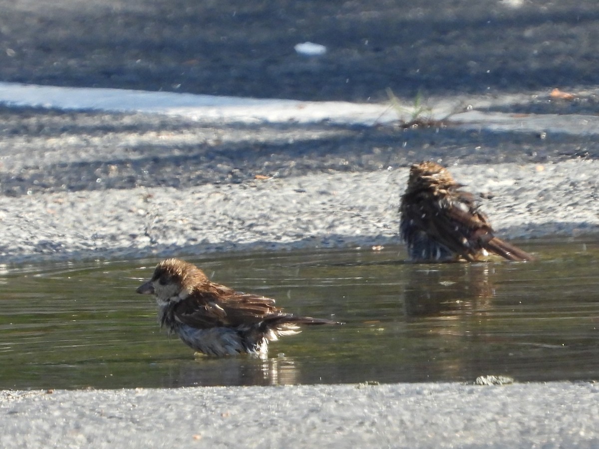 House Sparrow - ML620824325