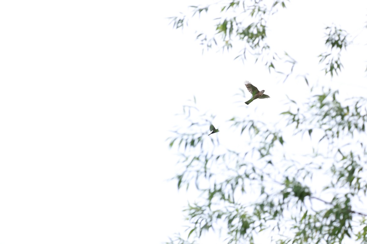 Sharp-shinned Hawk - ML620824327