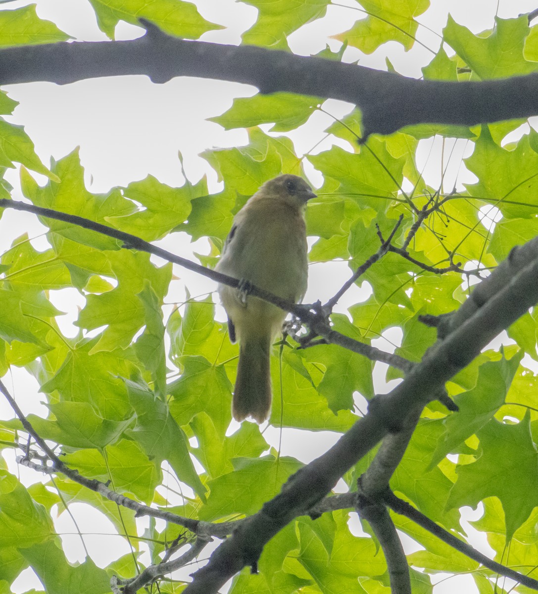 Baltimore Oriole - ML620824330