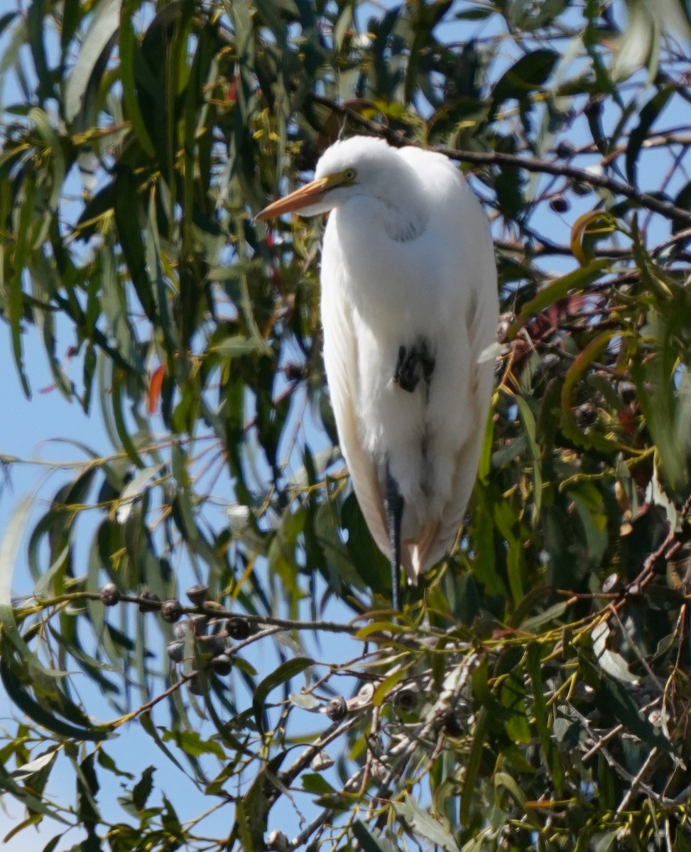 Great Egret - Richard Block