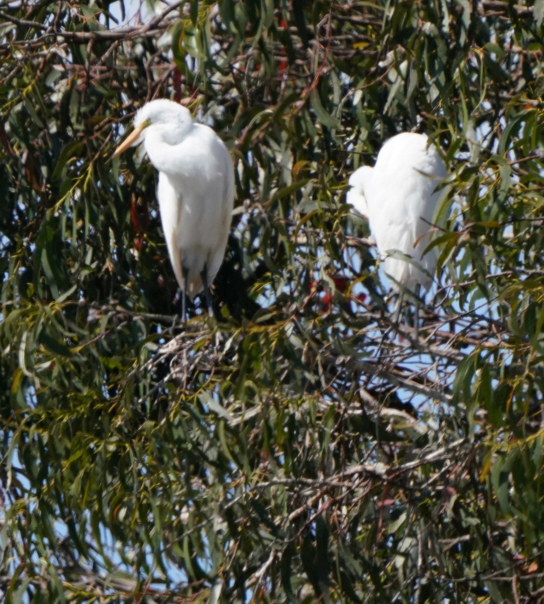 Great Egret - ML620824332