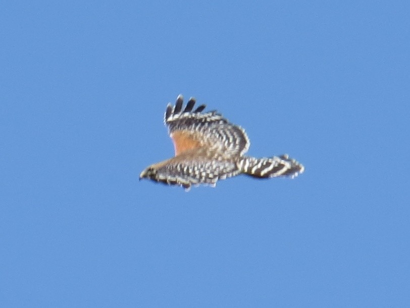 Red-shouldered Hawk - ML620824333