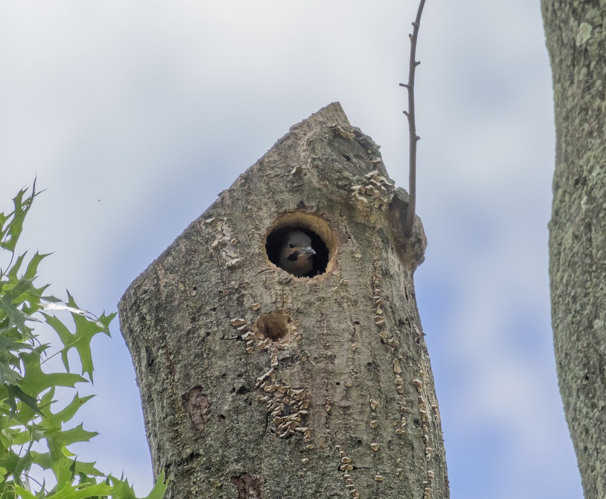 Northern Flicker - ML620824334