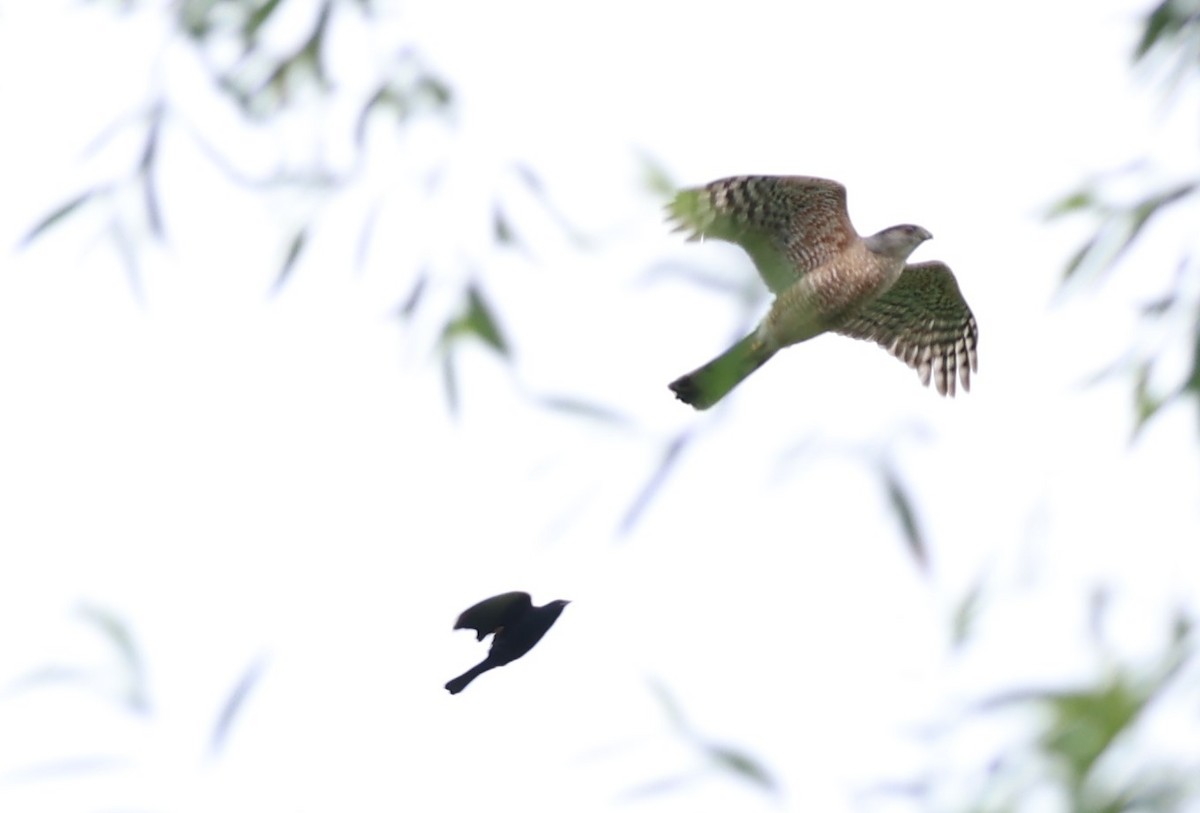 Sharp-shinned Hawk - ML620824336