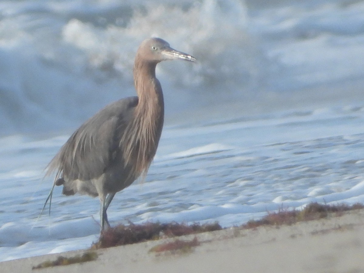 Reddish Egret - Vickie Amburgey