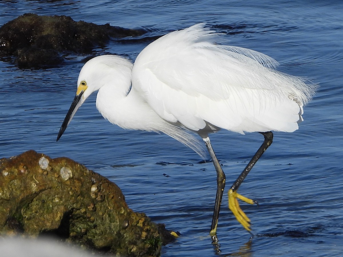 Snowy Egret - ML620824339