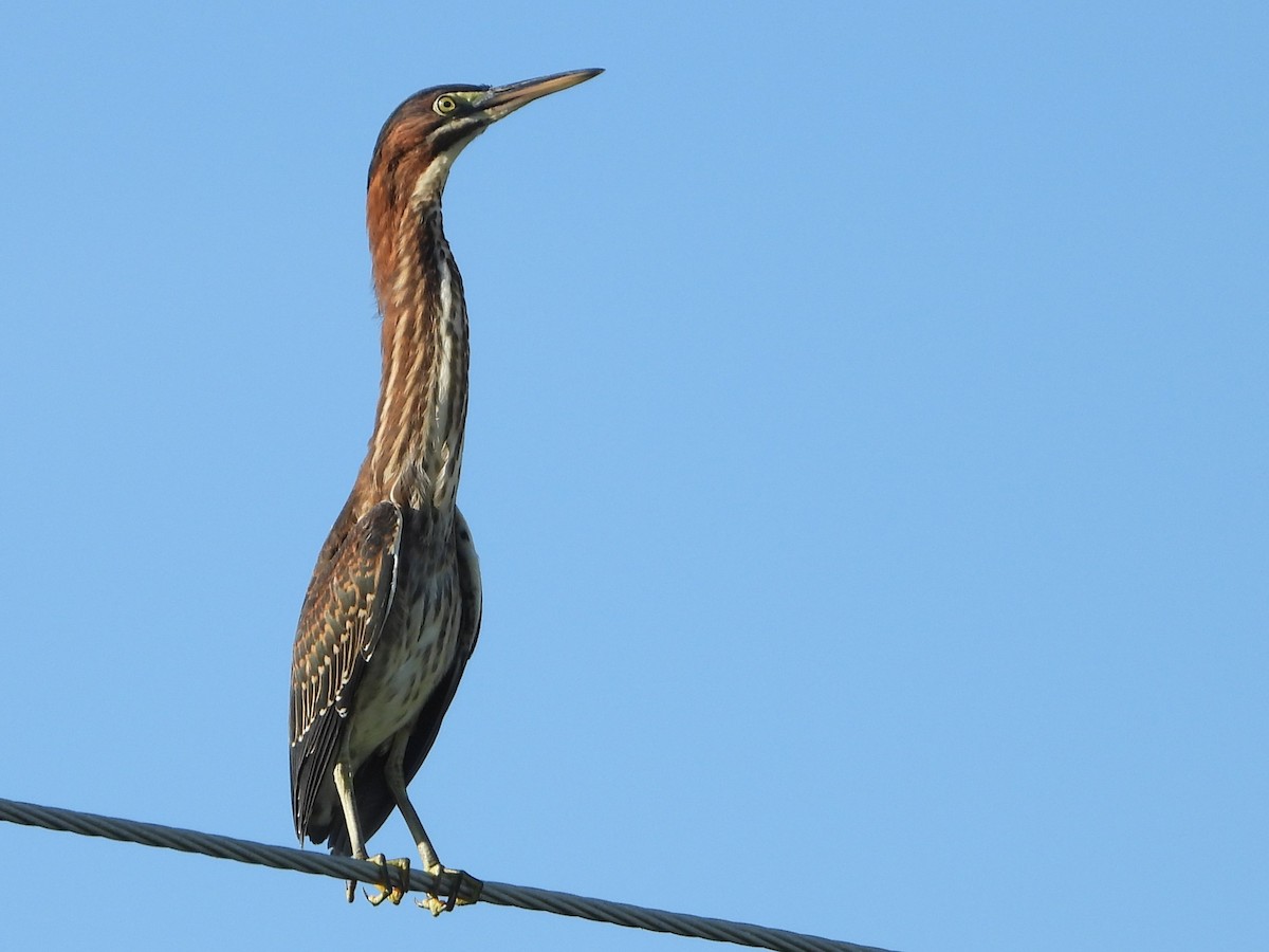 Green Heron - ML620824340