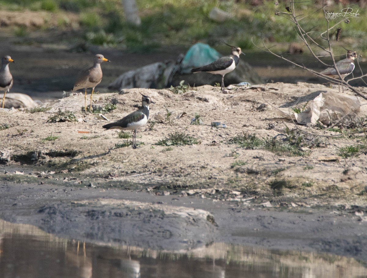 Northern Lapwing - ML620824342