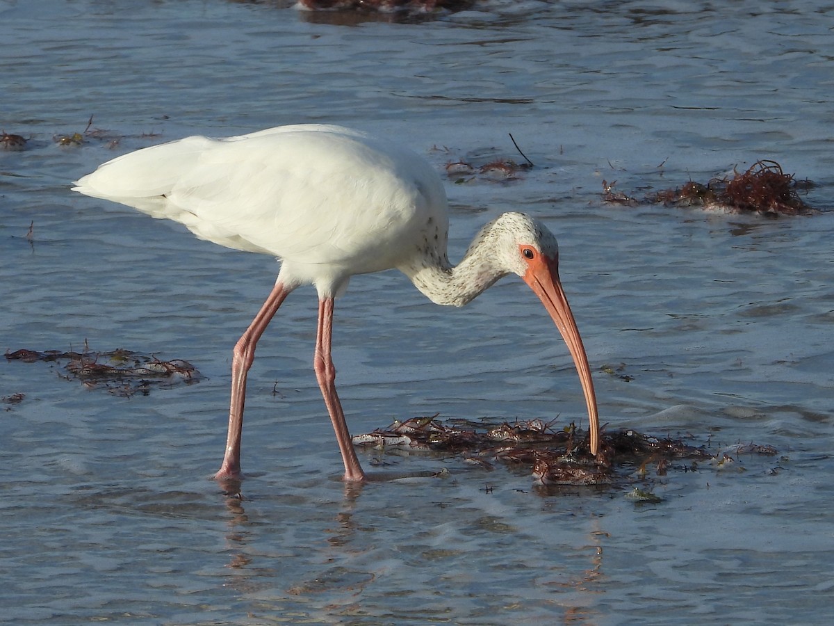 White Ibis - ML620824343