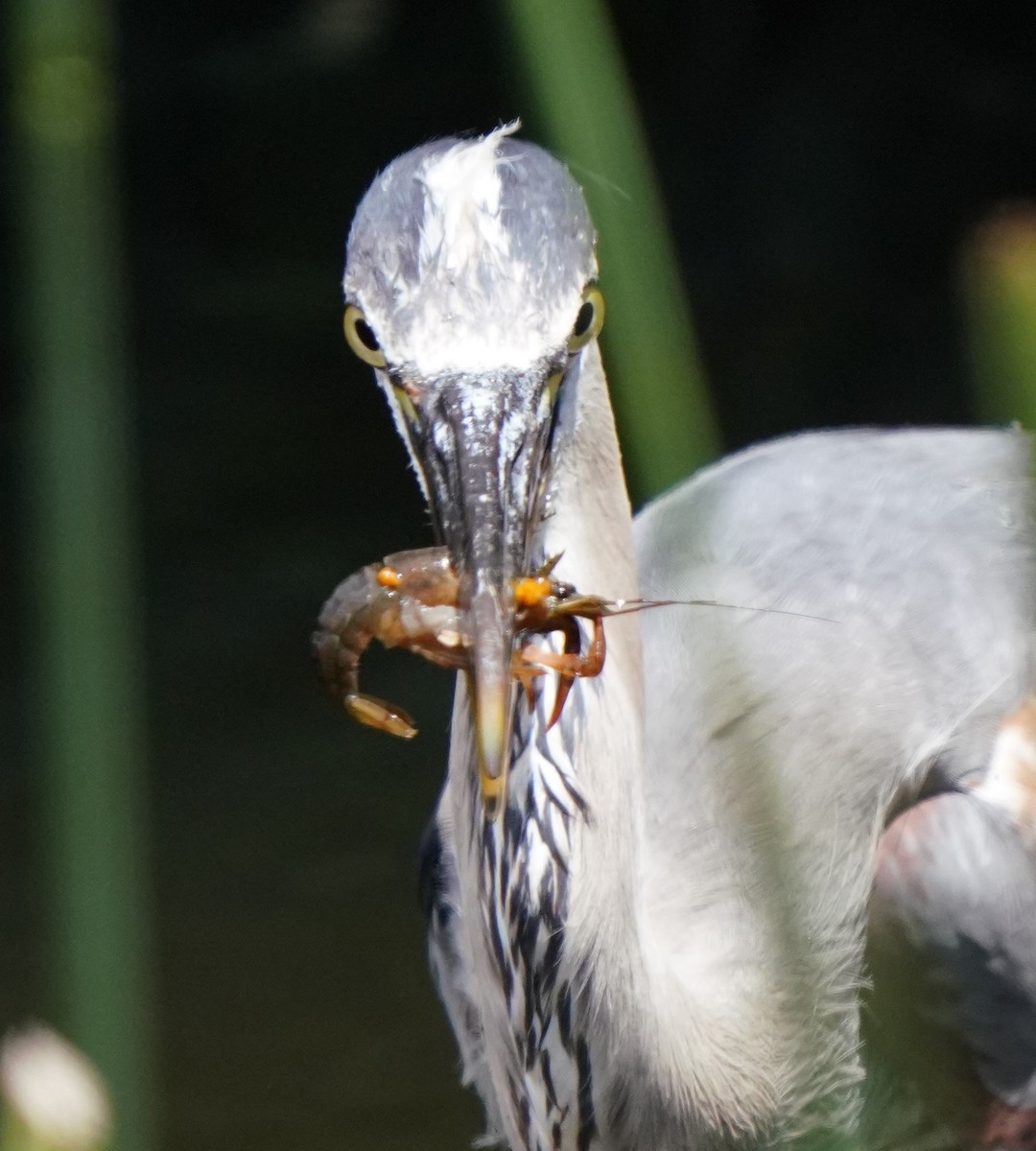 Great Blue Heron - ML620824344