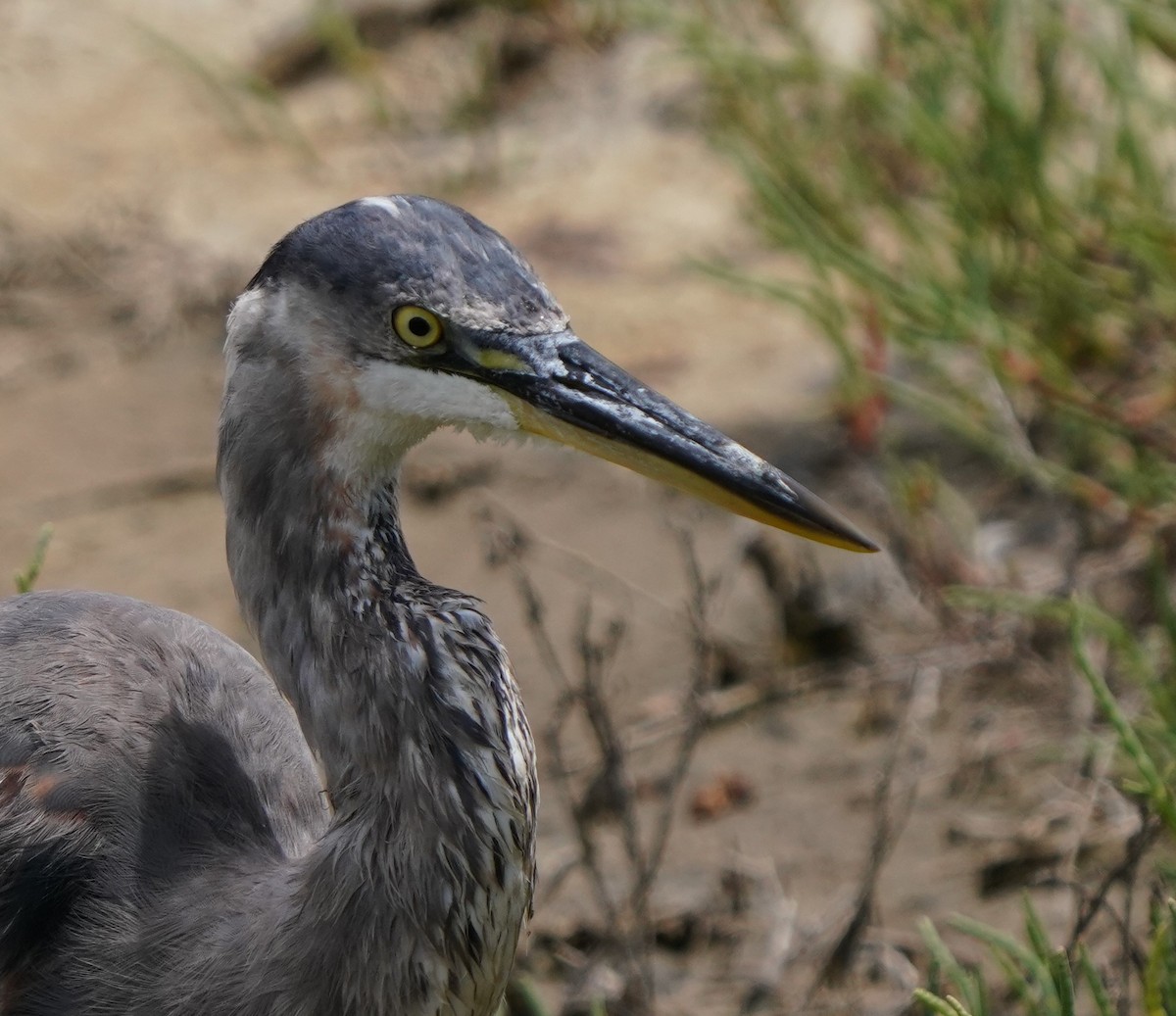 Great Blue Heron - ML620824345