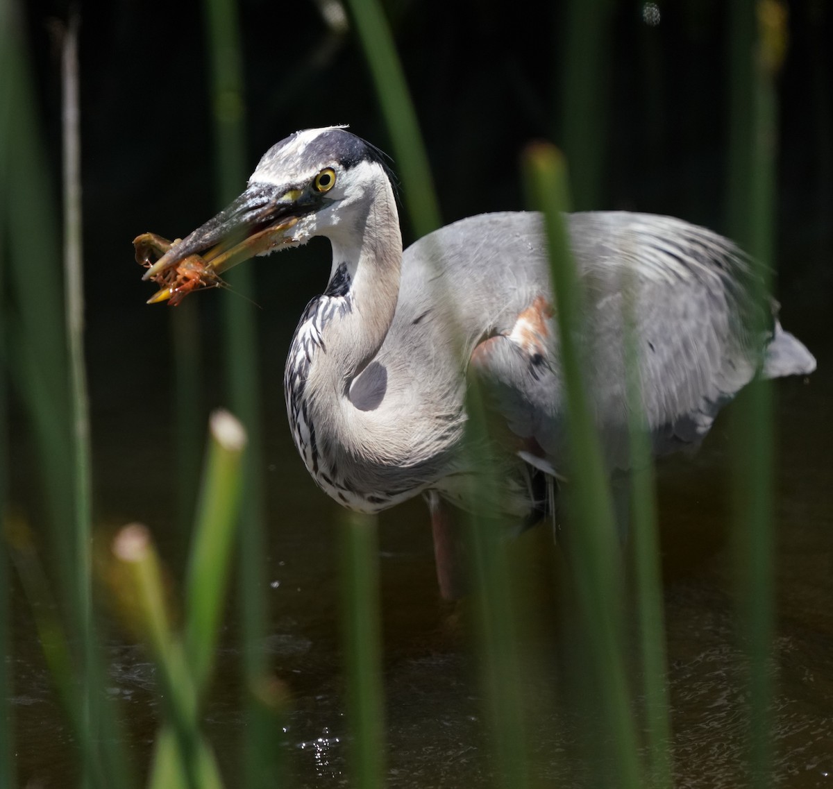 Great Blue Heron - ML620824346