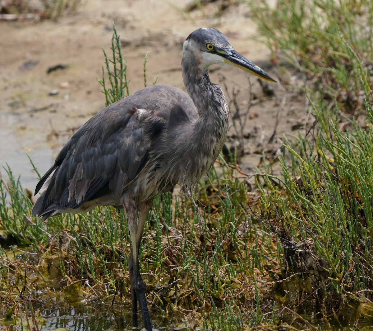 Great Blue Heron - ML620824347