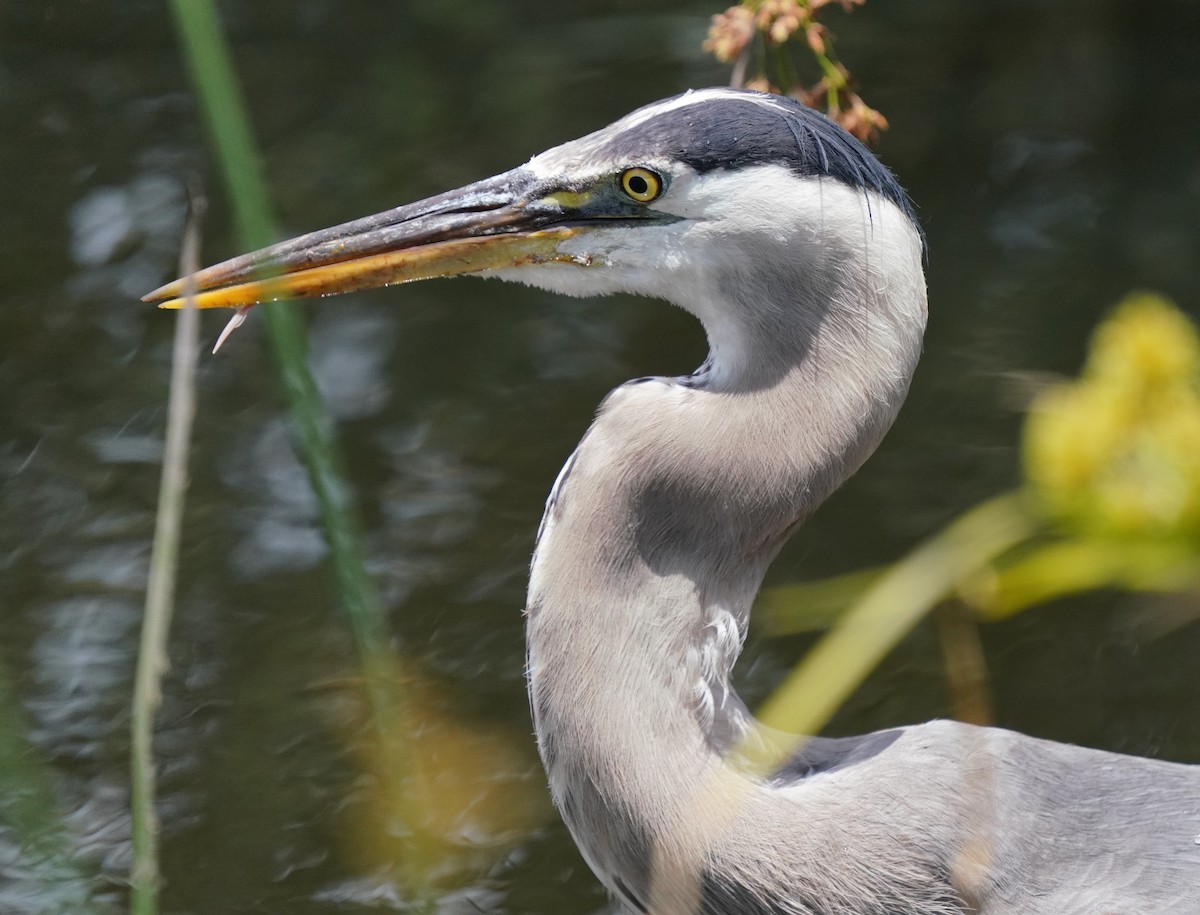 Great Blue Heron - ML620824348