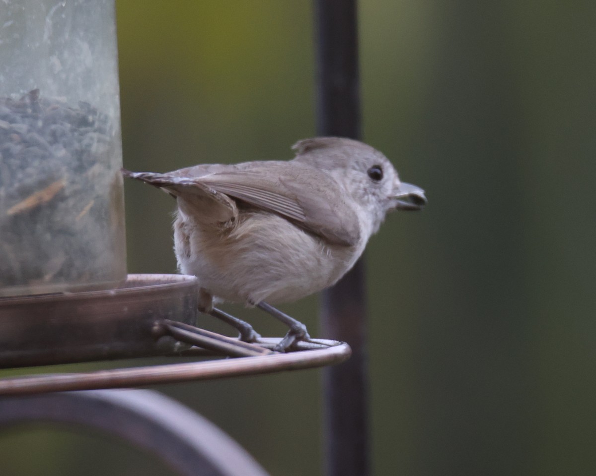 Oak Titmouse - ML620824350