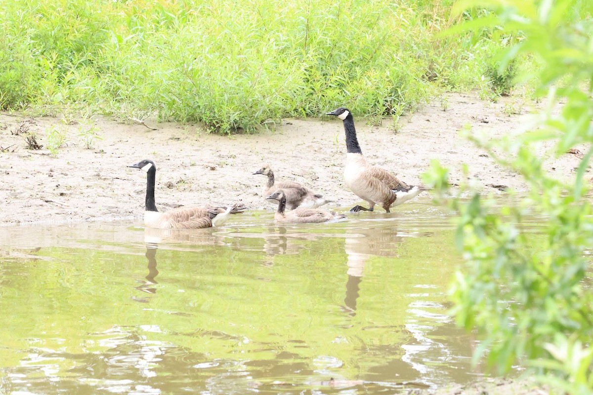 Canada Goose - ML620824357