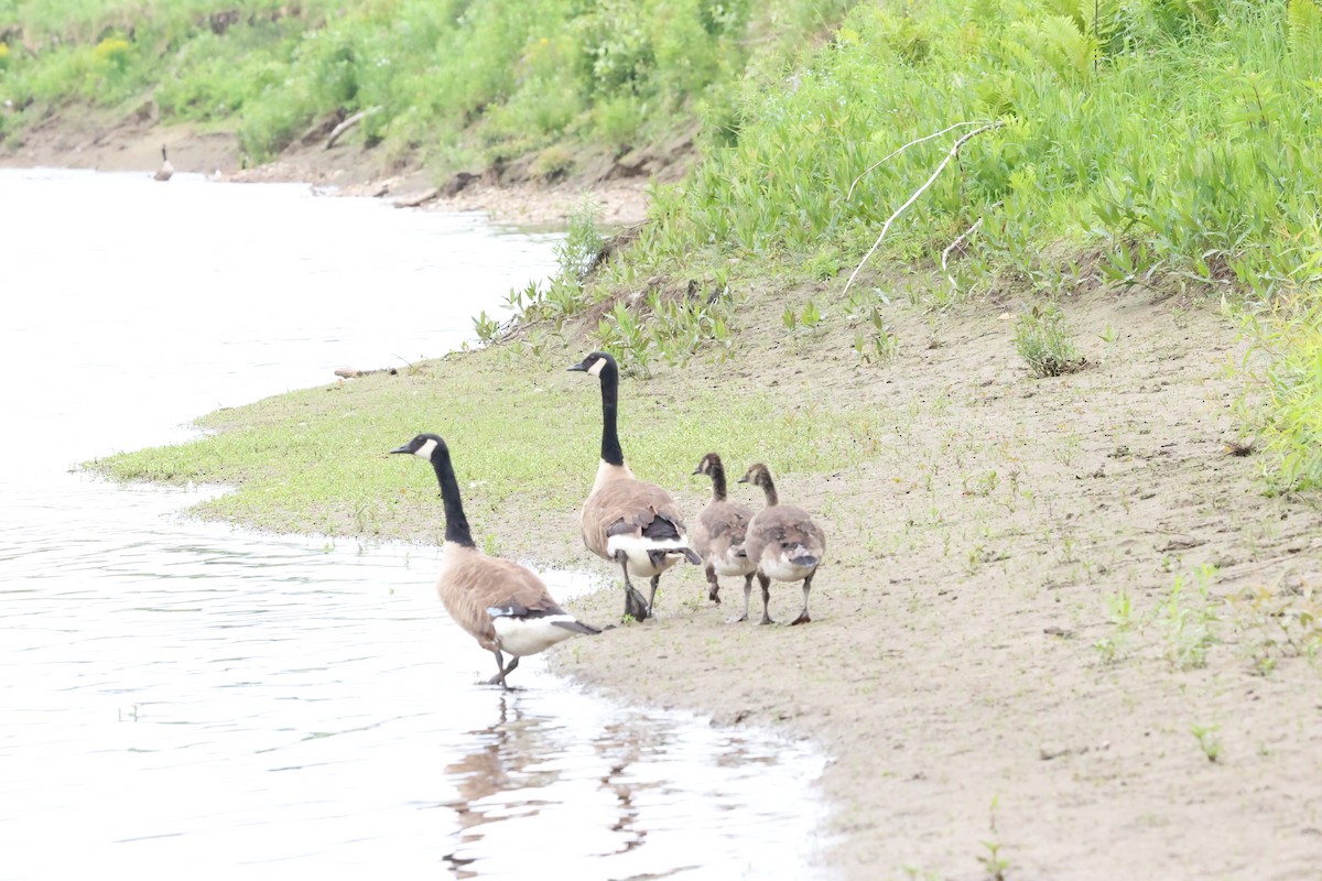 Canada Goose - ML620824358